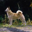 Норвежский бухунд (Норвежская лайка, норск бухунд) / Norsk Buhund (Norwegian Buhund, Norwegian Sheepdog, Nordiske Sitz-hunde)