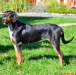 Венгерский бракк (Эрдели копо, трансильванская гончая) / Hungarian Hound (Erdelyi Kopo, Transylvanian Hound)