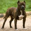 Американский стаффордширский терьер / American Staffordshire Terrier