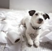 Основные ошибки при выработке желаемого поведения у собаки