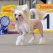 Китайская хохлатая собака / Chinese Crested Dog (Chinese Crested)