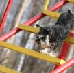 Приучение собаки к движению по лестнице