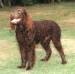 Американский водяной спаниель / American Water Spaniel