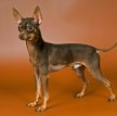 Русский той терьер (Московский той терьер) / Russian Toy Terrier (Moscovian Miniature Terrier)