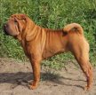 Шарпей (Китайская бойцовая собака) / Shar Pei (Chinese Fighting Dog)