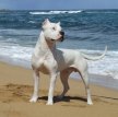 Аргентинский дог (Аргентинский мастиф, дого аргентино) / Dogo Argentino (Argentinian Mastiff)