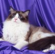 Регдолл (Рэгдолл) / Ragdoll Cat