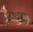 Тойгер / Toyger Cat