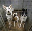 Совфед РФ одобрил закон об ответственном обращении с животными