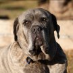 Австралийский бандог / Australian Bandog