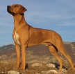 Родезийский риджбек (Африканская львиная собака) / Rhodesian Ridgeback (African Lion Hound)