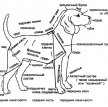 Внутреннее строение собак