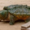 В Таллиннском зоопарке живет черепаха Донна Клаара с червеобразным языком