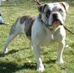 Алапахский чистокровный бульдог / Alapaha Blue Blood Bulldog (Otto)