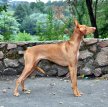 Фараонова собака / Pharaoh Hound (Kelb-tal Fenek)