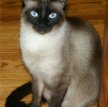 Сиамская кошка (Сиам) / Siamese Cat