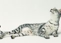 Египетская мау / Egyptian Mau