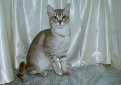 Азиатская табби / Asian Tabby Азиатская табби / Asian Tabby