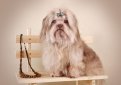 Русская цветная болонка (Цветная болонка) / Russian Coloured Bichon Русская цветная болонка (Цветная болонка) / Russian Coloured Bichon