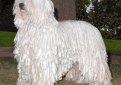 Венгерская овчарка (Комондор) / Komondor (Hungarian Komondor, Hungarian Sheepdog)