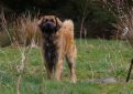 Леонбергер / Leonberger