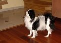 Японский хин / Japanese Chin (Japanese Spaniel)