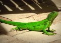 Обыкновенная игуана (Зелёная) / Iguana Iguana (Common Iguana, Green Iguana)