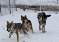 Сарлос (Волчья собака Сарлоса, сарлосская волчья собака) / Saarlooswolfhond (Saarloos Wolfdog)