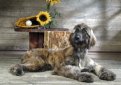 Афганская борзая / Afghan Hound (Ogar Afgan, Eastern Greyhound, Persian Greyhound, Tazi)