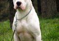 Аргентинский дог (Аргентинский мастиф, дого аргентино) / Dogo Argentino (Argentinian Mastiff)