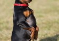 Карликовый пинчер (Цвергпинчер) / Zwergpinscher