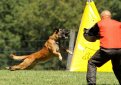 Малинуа (Бельгийская овчарка малинуа) / Belgian Shepherd Malinois (Malinois,  Belgian Malinois)