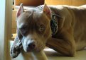 Американский питбультерьер (Питбуль) / American Pit Bull Terrier (American Pit Bull, Pit Bull Terrier)