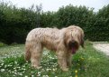 Бриар (Французская овчарка) / Briard (Berger Briard, Berger de Brie)