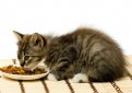 Основы кормления котят