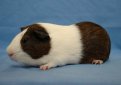 Голландская морская свинка / Dutch Cavy (Holland Guinea Pig)