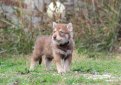 Волчья собака Сарлоса (Сарлос, сарлосская волчья собака) / Saarlooswolfhond (Saarloos Wolfdog)