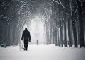 Приучение к прогулкам Приучение к прогулкам