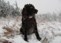 Бойкин-спаниель / Boykin Spaniel