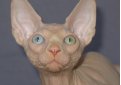 Канадский сфинкс / Canadian Sphynx