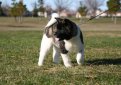 Большая японская собака (Американская акита) / American Akita (Great Japanese Dog)