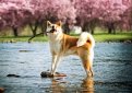 Акита-ину (Акита) / Akita Inu (Akita Jnu, Japanese Akita)