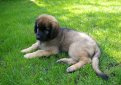 Леонбергер / Leonberger