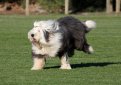 Бобтейл (Староанглийская овчарка) / Bobtail (Old English Sheepdog)