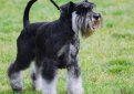 Миниатюрный шнауцер (Цвергшнауцер) / Zwergschnauzer (Miniature Schnauzer)