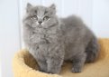 Британская длинношерстная кошка / British Longhair Cat (Britanica, Highlander, Lowlander)