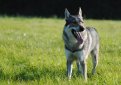 Чехословацкая волчья собака (Чехословацкий влчак) / Czechoslovakian Wolf Dog (Ceskoslovensky Vlsak)