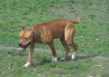 Стаффорд (Американский стаффордширский терьер) / American Staffordshire Terrier