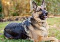 Немецкая овчарка / Deutscher Schaferhund (German Shepherd Dog)