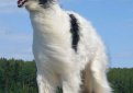 Русская псовая борзая / Borzoi (Russian Wolfhound)